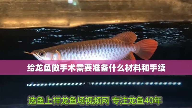 給龍魚做手術需要準備什么材料和手續 給龍魚做手術需要準備什么材料和手續 龍魚百科