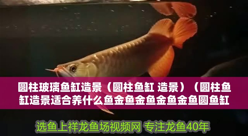 圓柱玻璃魚缸造景（圓柱魚缸 造景）（圓柱魚缸造景適合養什么魚金魚金魚金魚金魚圓魚缸造景）