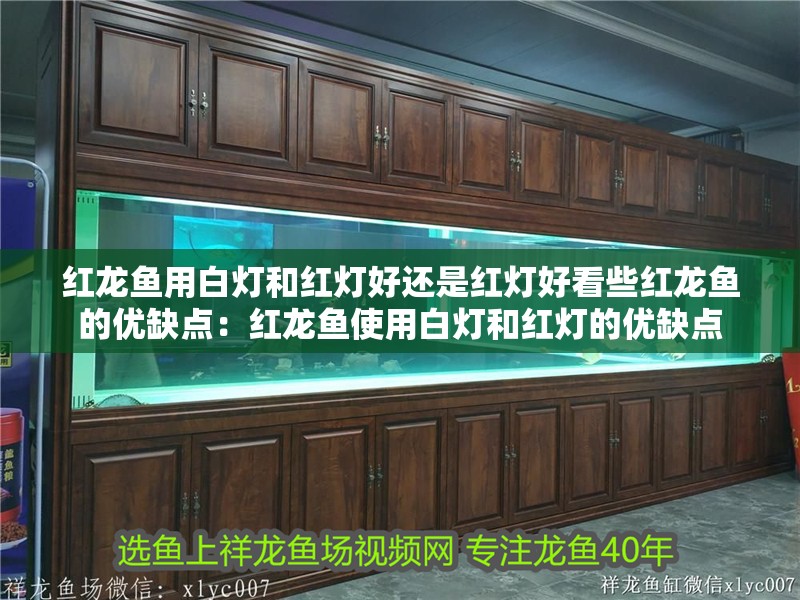 紅龍魚用白燈和紅燈好還是紅燈好看些紅龍魚的優缺點：紅龍魚使用白燈和紅燈的優缺點 紅龍魚用白燈和紅燈好還是紅燈好看些紅龍魚的優缺點：紅龍魚使用白燈和紅燈的優缺點 龍魚百科