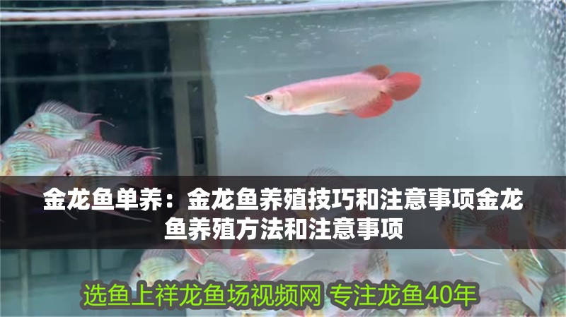 金龍魚單養：金龍魚養殖技巧和注意事項金龍魚養殖方法和注意事項 金龍魚單養：金龍魚養殖技巧和注意事項金龍魚養殖方法和注意事項 龍魚百科