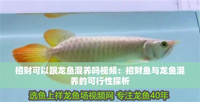 招財(cái)可以跟龍魚混養(yǎng)嗎視頻：招財(cái)魚與龍魚混養(yǎng)的可行性探析