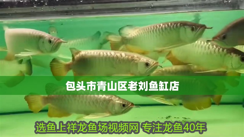 包頭市青山區老劉魚缸店