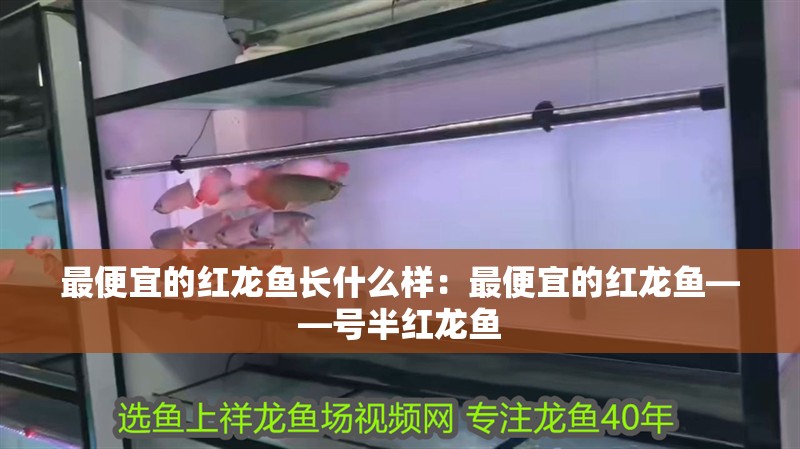 最便宜的紅龍魚長什么樣：最便宜的紅龍魚——號半紅龍魚 最便宜的紅龍魚長什么樣：最便宜的紅龍魚——號半紅龍魚 龍魚百科