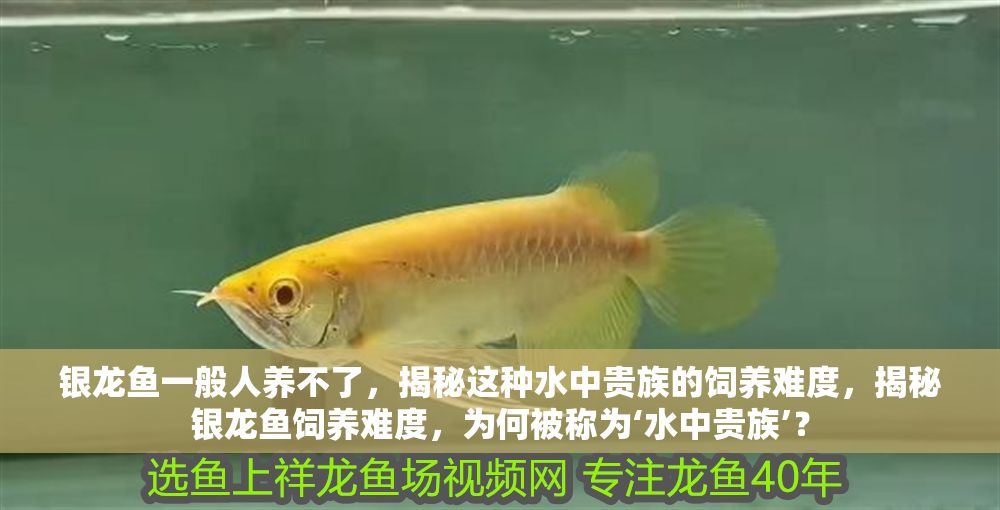 銀龍魚一般人養(yǎng)不了，揭秘這種水中貴族的飼養(yǎng)難度，揭秘銀龍魚飼養(yǎng)難度，為何被稱為‘水中貴族’？