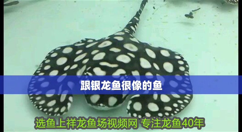 跟銀龍魚很像的魚