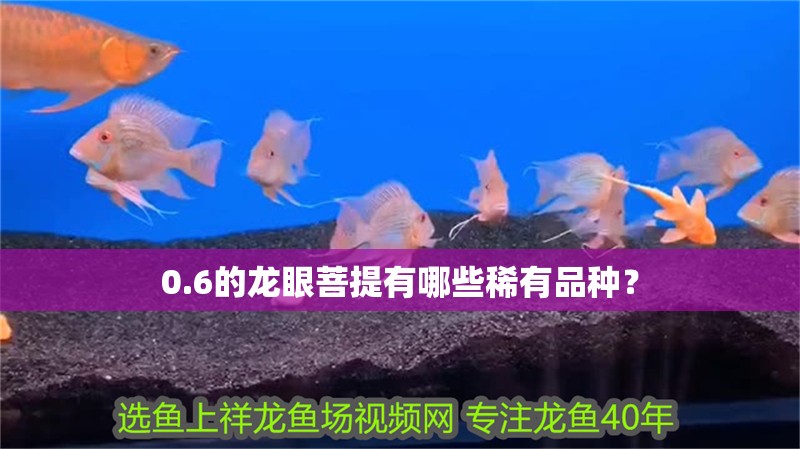 魚缸用增氧泵價(jià)格是多少:魚缸增氧機(jī)-xtrac增氧機(jī)-xtrac增氧機(jī) 0.6的龍眼菩提有哪些稀有品種? 龍魚論壇 0.6的龍眼菩提有哪些稀有品種? 0.6的龍眼菩提有哪些稀有品種? 龍魚論壇