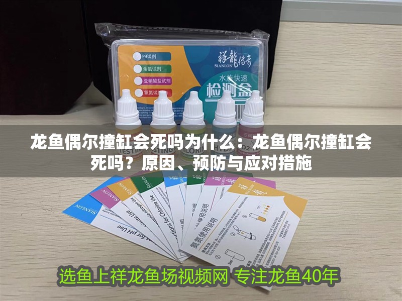 龍魚偶爾撞缸會死嗎為什么：龍魚偶爾撞缸會死嗎？原因、預防與應對措施