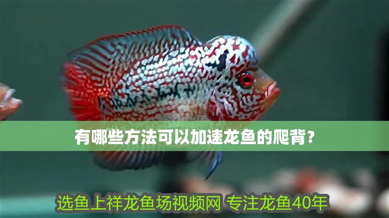 有哪些方法可以加速龍魚的爬背？