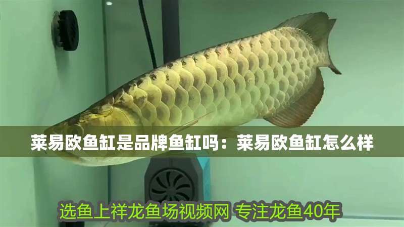 給大魚缸換水的作文:體驗給大魚缸換水的樂趣:體驗給大魚缸換水:給大魚缸換水的作文 萊易歐魚缸是品牌魚缸嗎:萊易歐魚缸怎么樣 魚缸百科 萊易歐魚缸是品牌魚缸嗎:萊易歐魚缸怎么樣 萊易歐魚缸是品牌魚缸嗎:萊易歐魚缸怎么樣 魚缸百科