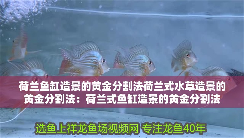 荷蘭魚缸造景的黃金分割法荷蘭式水草造景的黃金分割法：荷蘭式魚缸造景的黃金分割法