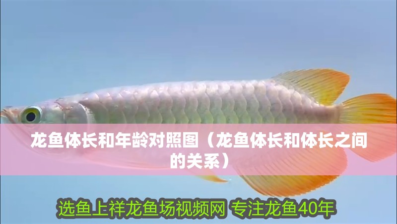 龍魚體長和年齡對照圖（龍魚體長和體長之間的關系）