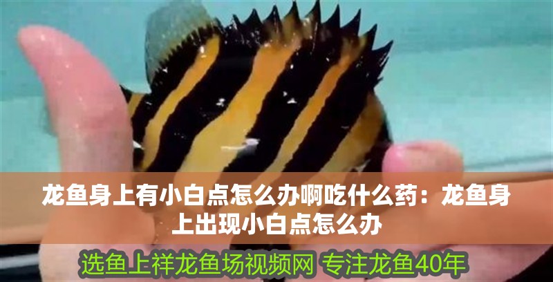 龍魚(yú)身上有小白點(diǎn)怎么辦啊吃什么藥：龍魚(yú)身上出現(xiàn)小白點(diǎn)怎么辦 龍魚(yú)身上有小白點(diǎn)怎么辦啊吃什么藥：龍魚(yú)身上出現(xiàn)小白點(diǎn)怎么辦 龍魚(yú)百科