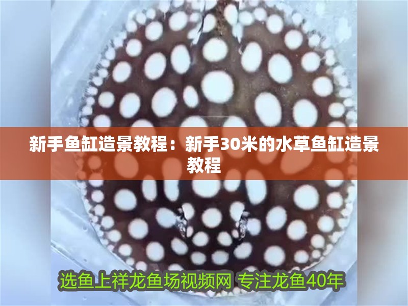 新手魚缸造景教程：新手30米的水草魚缸造景教程 新手魚缸造景教程：新手30米的水草魚缸造景教程 魚缸百科