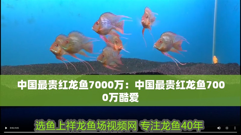 中國最貴紅龍魚7000萬：中國最貴紅龍魚7000萬酷愛 中國最貴紅龍魚7000萬：中國最貴紅龍魚7000萬酷愛 龍魚百科