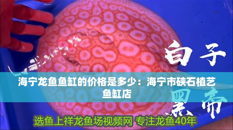 鸚鵡魚和銀龍魚混養怎樣喂食 海寧龍魚魚缸的價格是多少:海寧市硤石植藝魚缸店 魚缸百科 海寧龍魚魚缸的價格是多少:海寧市硤石植藝魚缸店 海寧龍魚魚缸的價格是多少:海寧市硤石植藝魚缸店 魚缸百科