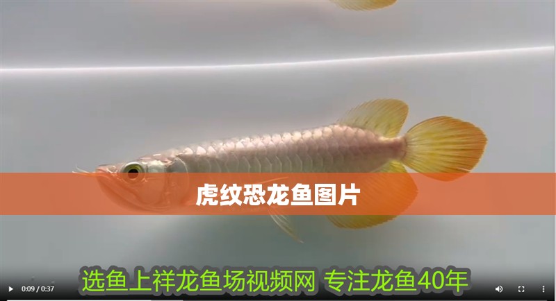 給大魚缸換水的作文:體驗給大魚缸換水的樂趣:體驗給大魚缸換水:給大魚缸換水的作文 虎紋恐龍魚圖片 龍魚論壇 虎紋恐龍魚圖片 虎紋恐龍魚圖片 龍魚論壇