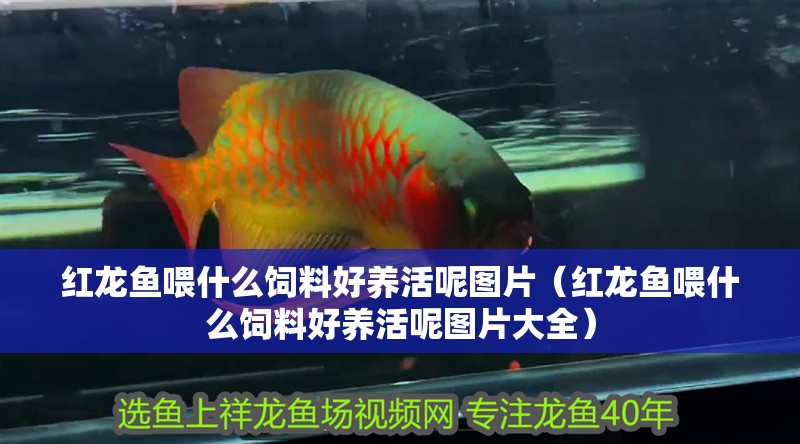 紅龍魚喂什么飼料好養活呢圖片（紅龍魚喂什么飼料好養活呢圖片大全）