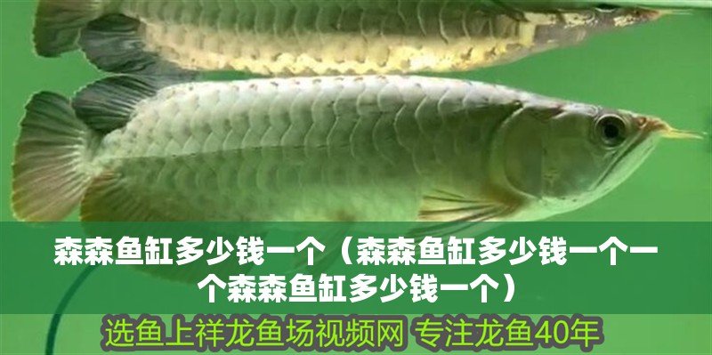 森森魚(yú)缸多少錢一個(gè)（森森魚(yú)缸多少錢一個(gè)一個(gè)森森魚(yú)缸多少錢一個(gè)）