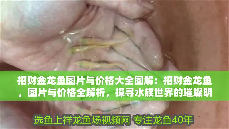 招財金龍魚圖片與價格大全圖解：招財金龍魚，圖片與價格全解析，探尋水族世界的璀璨明珠