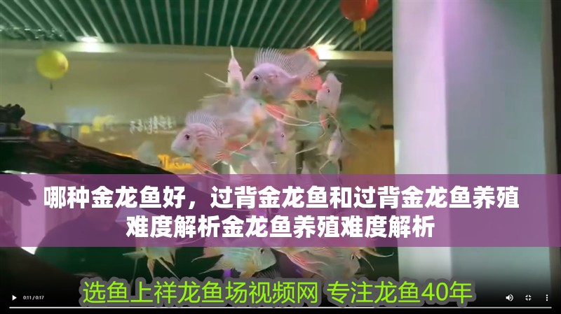 哪種金龍魚好，過背金龍魚和過背金龍魚養殖難度解析金龍魚養殖難度解析