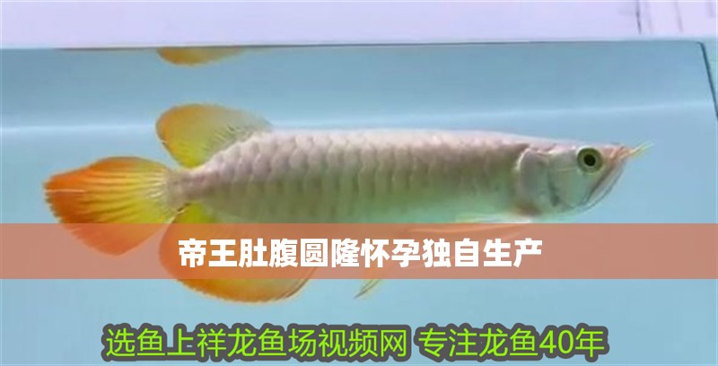 帝王肚腹圓隆懷孕獨自生產 帝王肚腹圓隆懷孕獨自生產 龍魚論壇