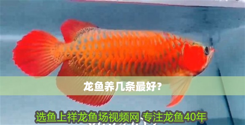 魚缸用增氧泵價(jià)格是多少:魚缸增氧機(jī)-xtrac增氧機(jī)-xtrac增氧機(jī) 龍魚養(yǎng)幾條最好? 龍魚論壇 龍魚養(yǎng)幾條最好? 龍魚養(yǎng)幾條最好? 龍魚論壇