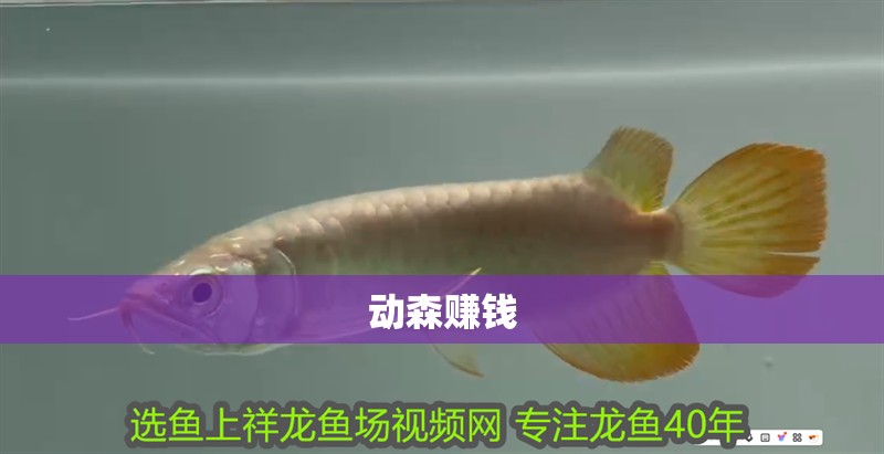 動(dòng)森賺錢