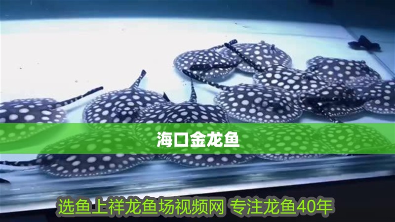海口金龍魚 海口金龍魚 龍魚百科