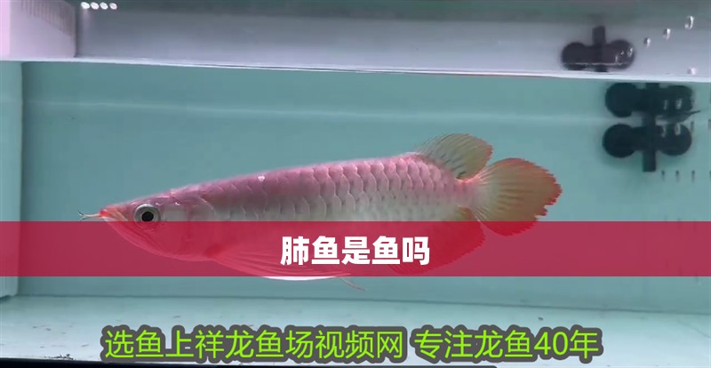 肺魚是魚嗎 肺魚是魚嗎 龍魚論壇