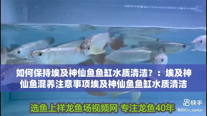 如何保持埃及神仙魚魚缸水質清潔？：埃及神仙魚混養注意事項埃及神仙魚魚缸水質清潔