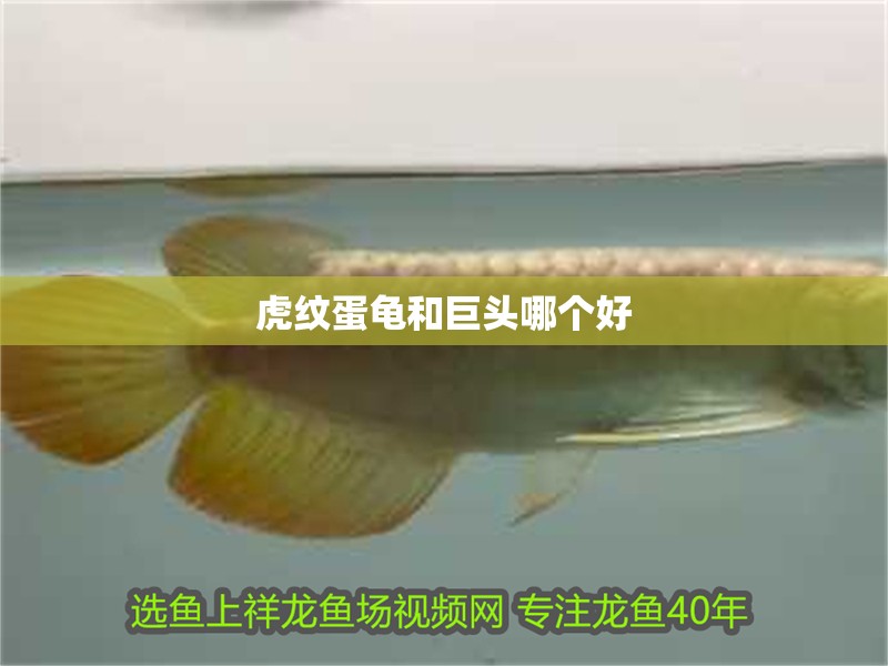 虎紋蛋龜和巨頭哪個好 虎紋蛋龜和巨頭哪個好 龍魚論壇