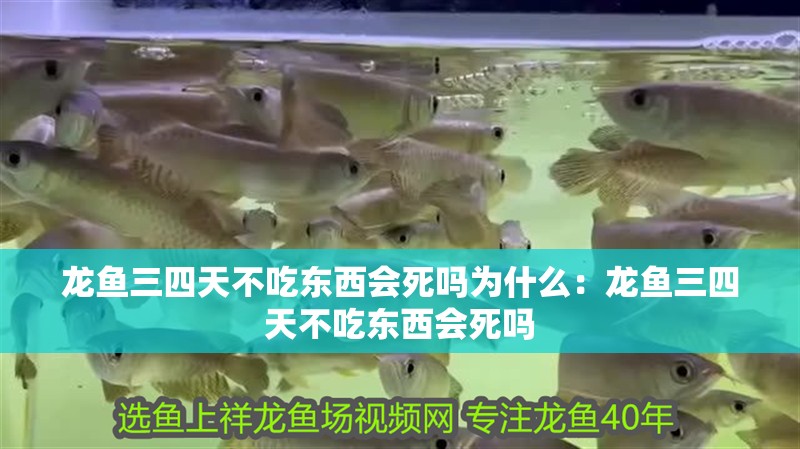 龍魚三四天不吃東西會死嗎為什么：龍魚三四天不吃東西會死嗎