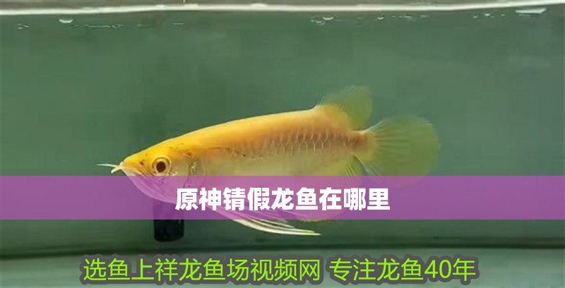 原神錆假龍魚在哪里