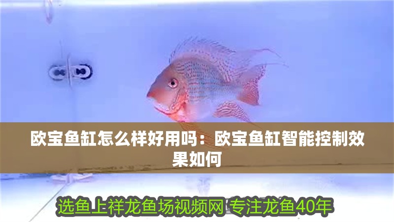 歐寶魚缸怎么樣好用嗎：歐寶魚缸智能控制效果如何 歐寶魚缸怎么樣好用嗎：歐寶魚缸智能控制效果如何 魚缸百科