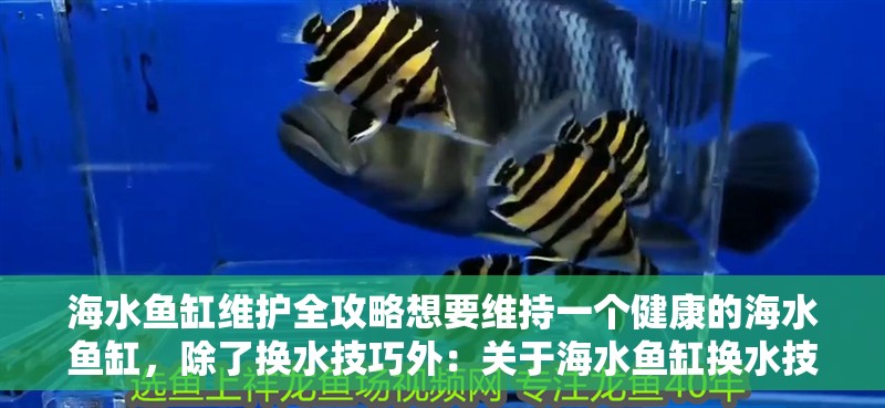 海水魚缸維護全攻略想要維持一個健康的海水魚缸，除了換水技巧外：關于海水魚缸換水技巧的問題