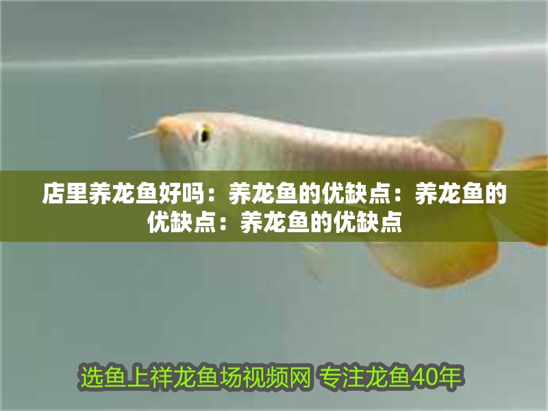 店里養(yǎng)龍魚好嗎：養(yǎng)龍魚的優(yōu)缺點(diǎn)：養(yǎng)龍魚的優(yōu)缺點(diǎn)：養(yǎng)龍魚的優(yōu)缺點(diǎn)