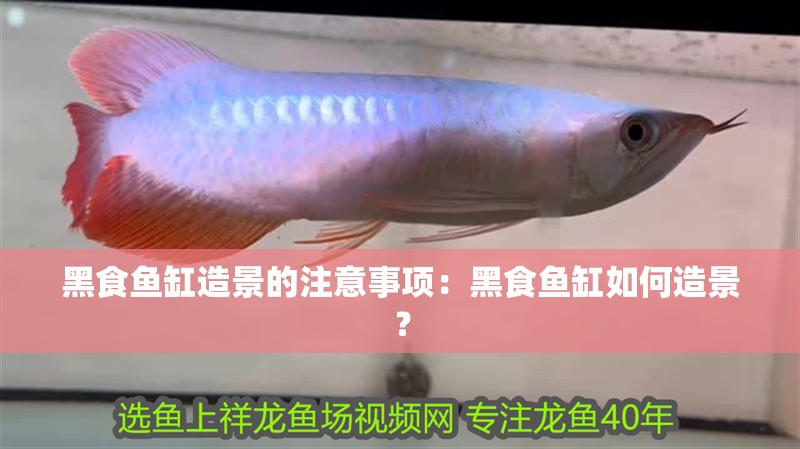 黑食魚缸造景的注意事項：黑食魚缸如何造景？