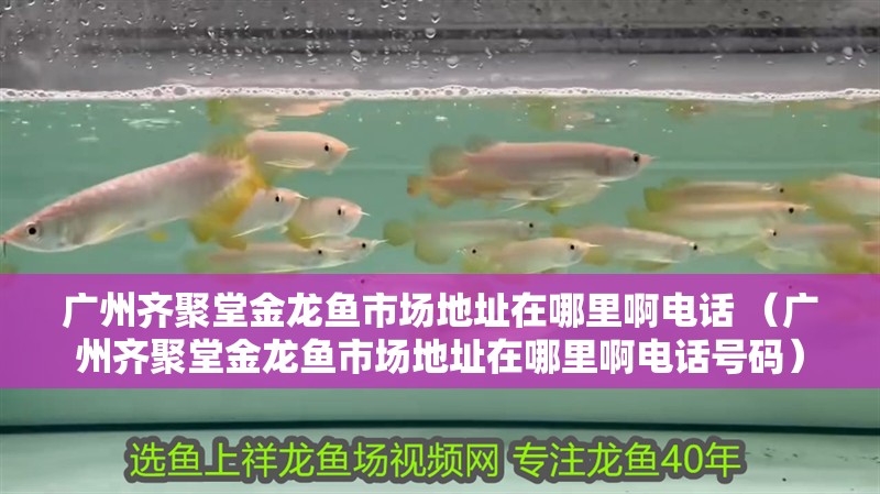 廣州齊聚堂金龍魚市場地址在哪里啊電話 （廣州齊聚堂金龍魚市場地址在哪里啊電話號碼）