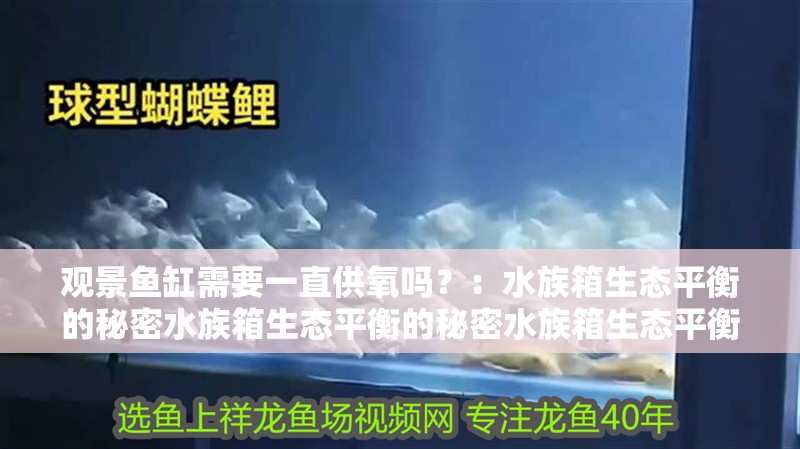 觀景魚缸需要一直供氧嗎？：水族箱生態平衡的秘密水族箱生態平衡的秘密水族箱生態平衡