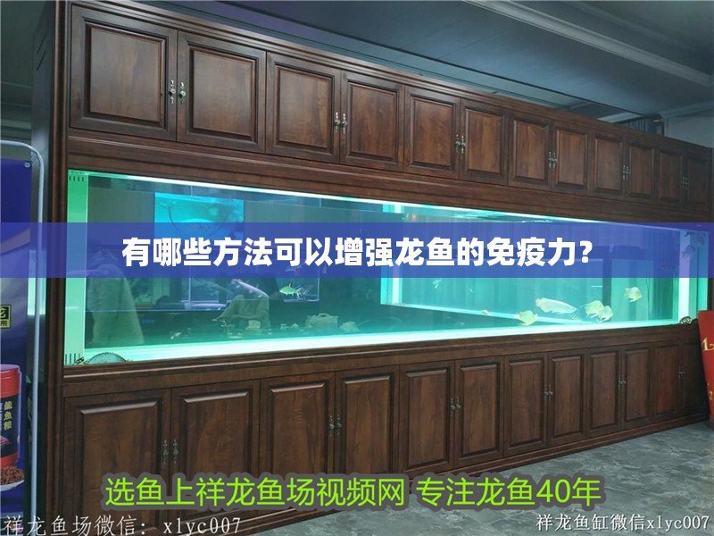 有哪些方法可以增強龍魚的免疫力？