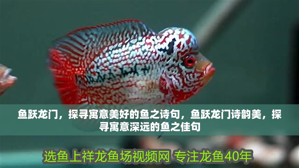 魚躍龍門，探尋寓意美好的魚之詩(shī)句，魚躍龍門詩(shī)韻美，探尋寓意深遠(yuǎn)的魚之佳句