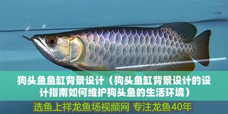 狗頭魚魚缸背景設計（狗頭魚缸背景設計的設計指南如何維護狗頭魚的生活環境）