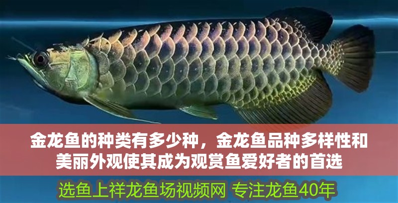 金龍魚(yú)的種類有多少種，金龍魚(yú)品種多樣性和美麗外觀使其成為觀賞魚(yú)愛(ài)好者的首選