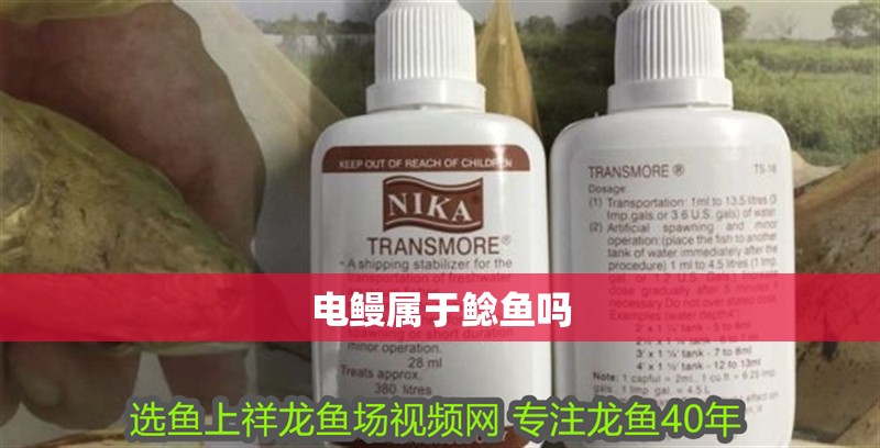 電鰻屬于鯰魚嗎