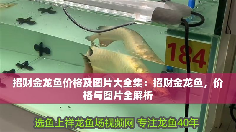 招財金龍魚價格及圖片大全集：招財金龍魚，價格與圖片全解析