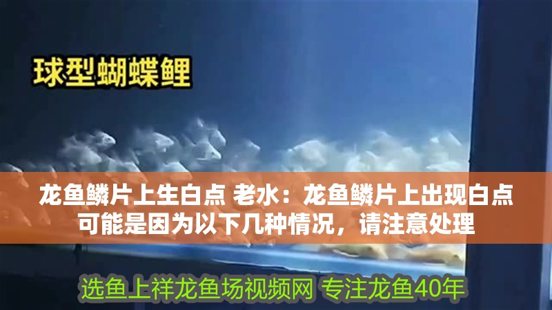 龍魚鱗片上生白點 老水：龍魚鱗片上出現白點可能是因為以下幾種情況，請注意處理