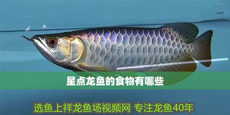 星點(diǎn)龍魚(yú)的食物有哪些
