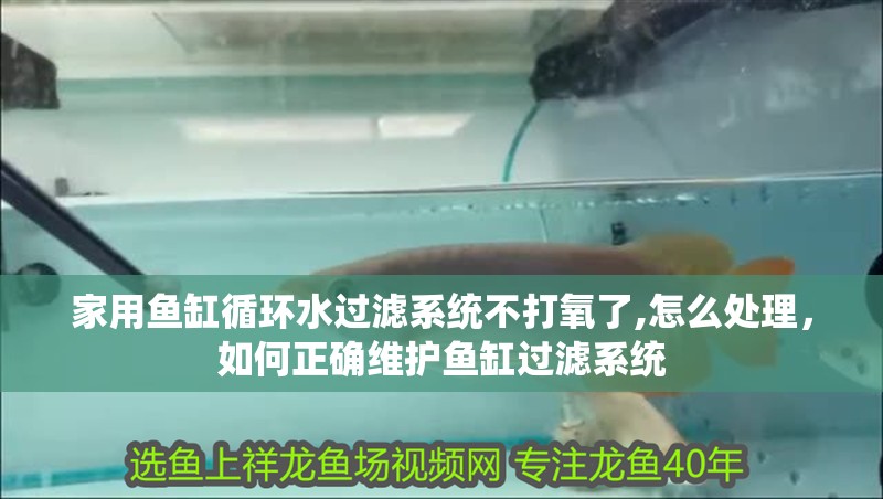 家用魚缸循環水過濾系統不打氧了,怎么處理，如何正確維護魚缸過濾系統