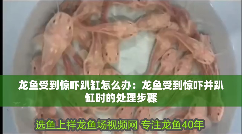 龍魚受到驚嚇趴缸怎么辦：龍魚受到驚嚇并趴缸時的處理步驟