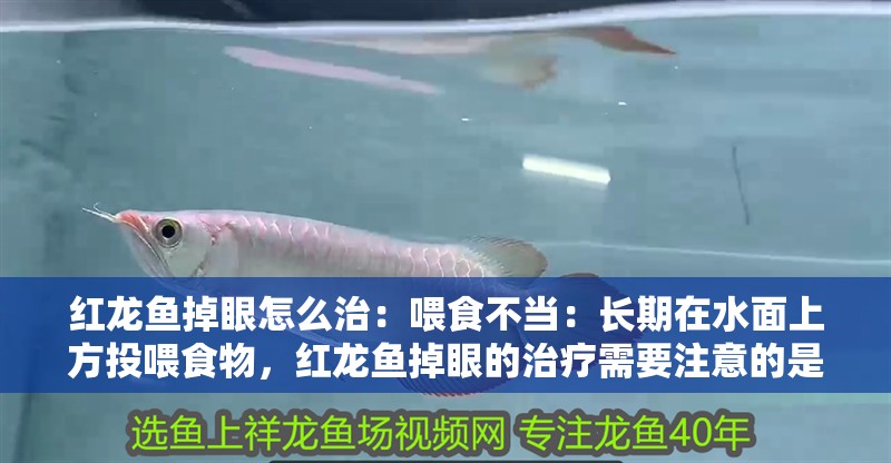 紅龍魚掉眼怎么治：喂食不當：長期在水面上方投喂食物，紅龍魚掉眼的治療需要注意的是